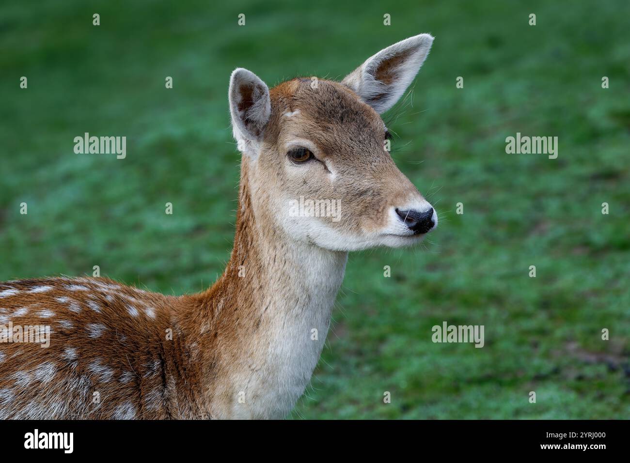 Un bel cervo a riposo Foto Stock