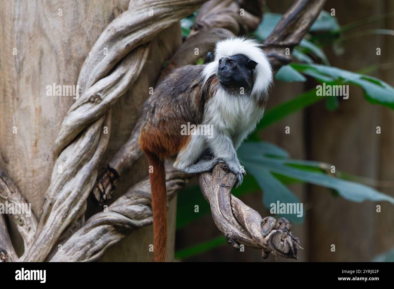 Una scimmia tamarin in cotone su un albero Foto Stock
