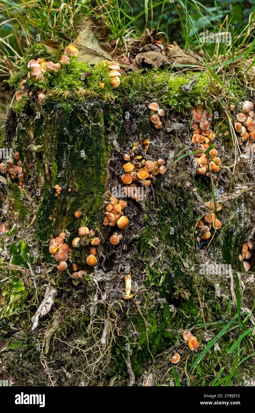 Primo piano di piccoli funghi arancioni che crescono su un ceppo di alberi nel bosco in autunno Inghilterra Regno Unito Gran Bretagna Gran Bretagna Foto Stock