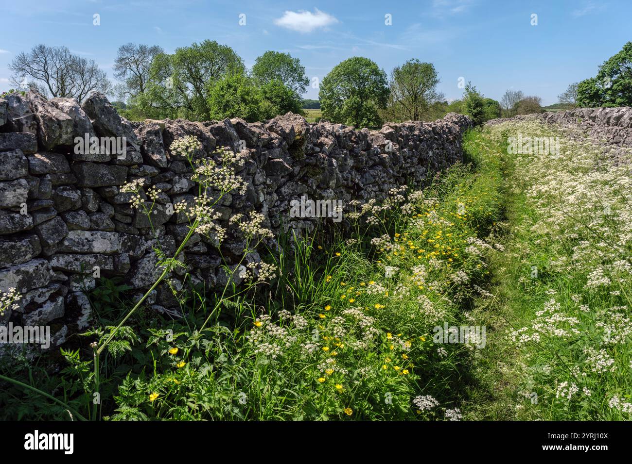 Mucche prezzemolo e coppe di burro che crescono lungo un sentiero vicino al villaggio di Peak District di Monyash nel Derbyshire Foto Stock