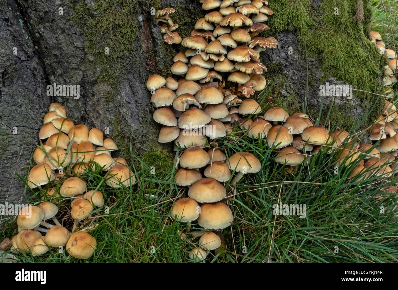 Primo piano di piccoli funghi arancioni che crescono sulla base di un albero nel bosco in autunno Inghilterra Regno Unito Regno Unito Gran Bretagna Gran Bretagna Foto Stock