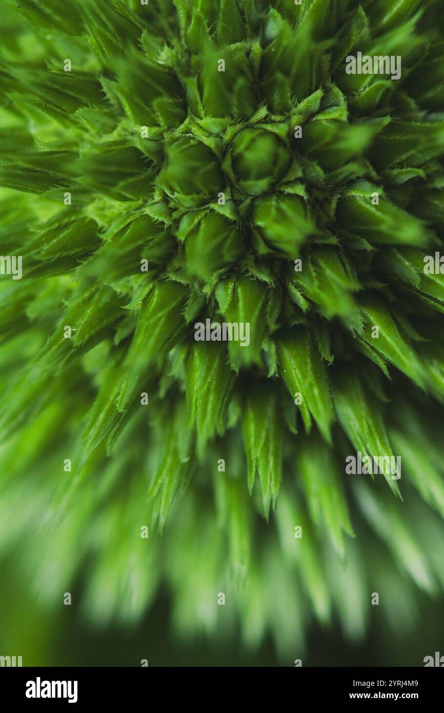 Foto macro di una pianta Globe Thistle, Echinops ritro "Veitch's Blue". Foto Stock