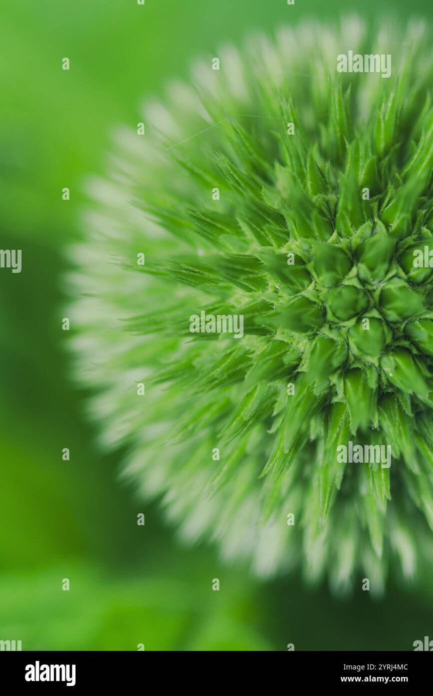 Foto macro di una pianta Globe Thistle, Echinops ritro "Veitch's Blue". Foto Stock