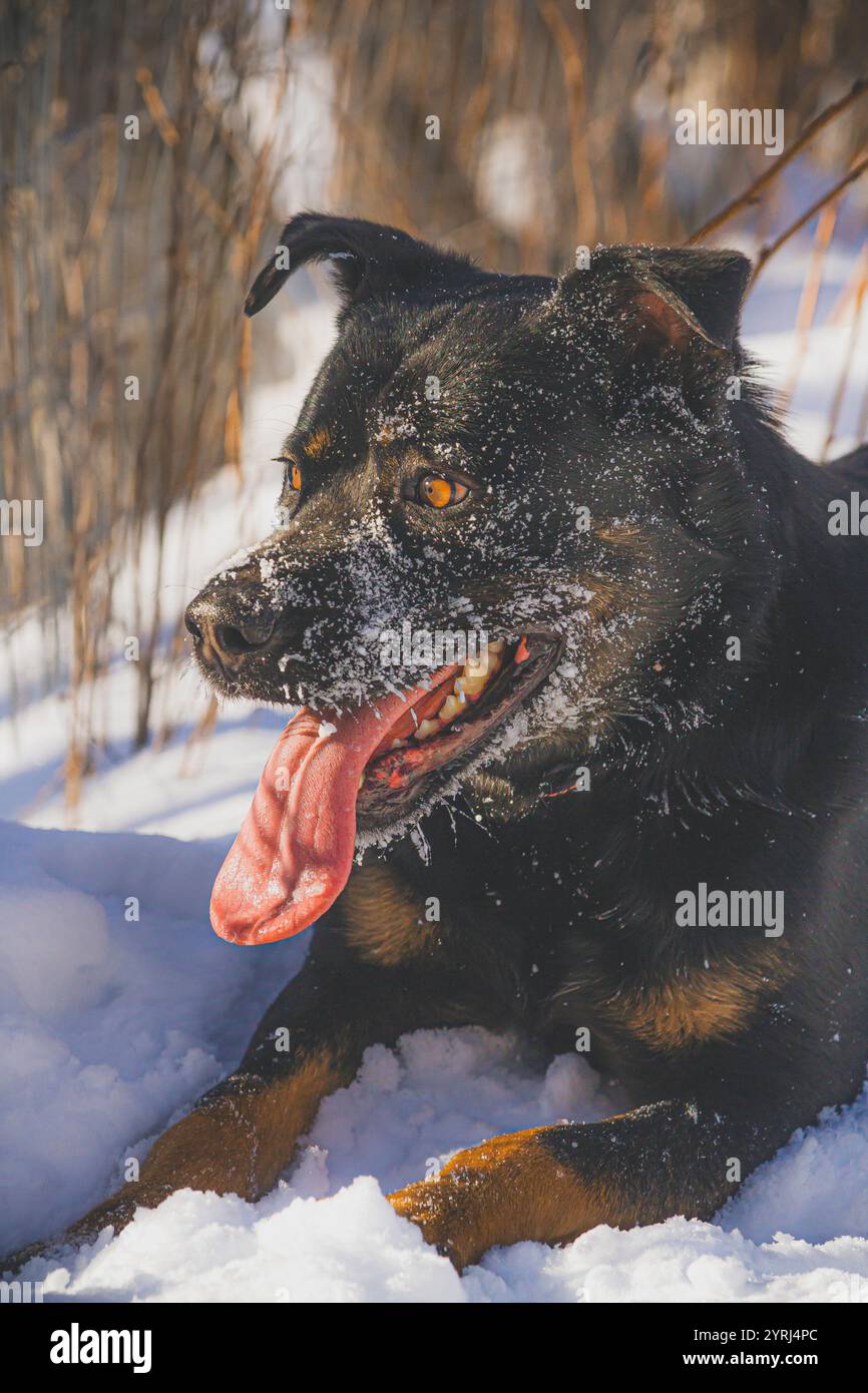 Giovane cane felice coperto di neve. Foto Stock