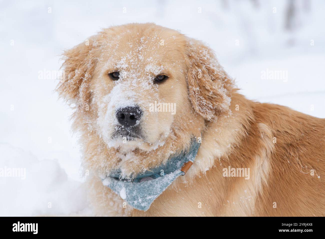 Golden Retriever non impressionato coperto di neve. Foto Stock