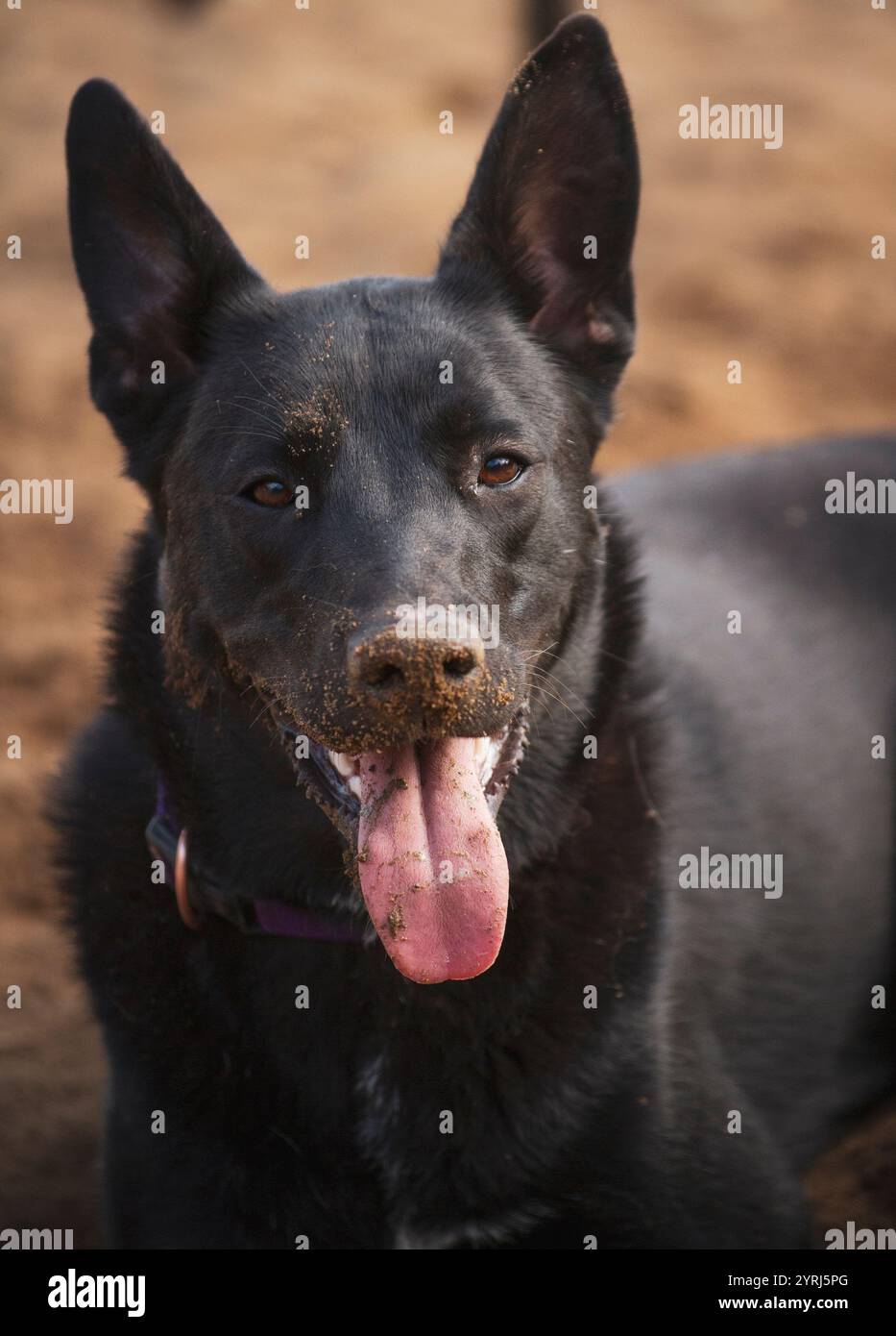 Bel cane nero felice coperto di sporcizia. Foto Stock