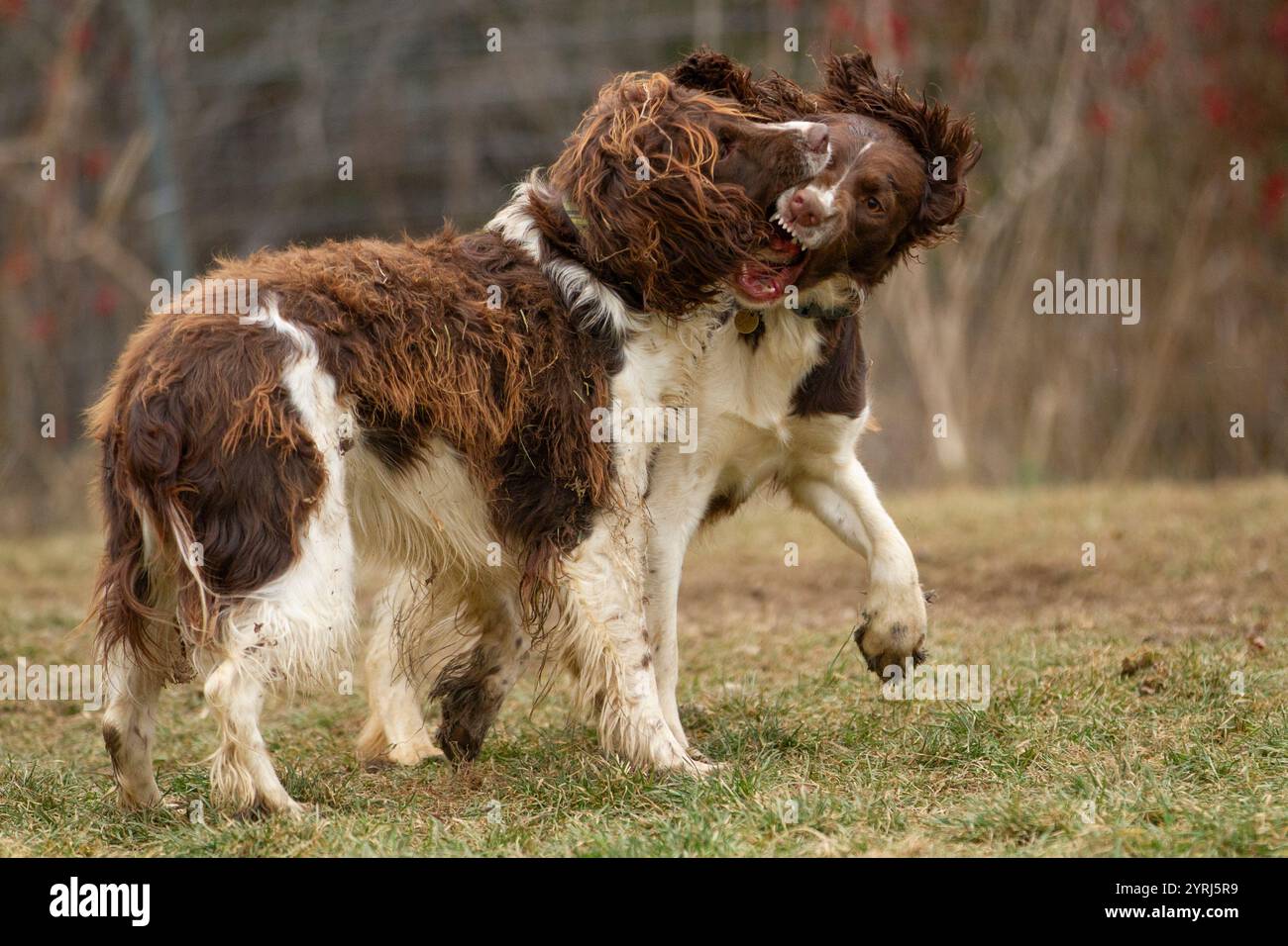 Due cani giocano aggressivamente l'uno con l'altro. Foto Stock