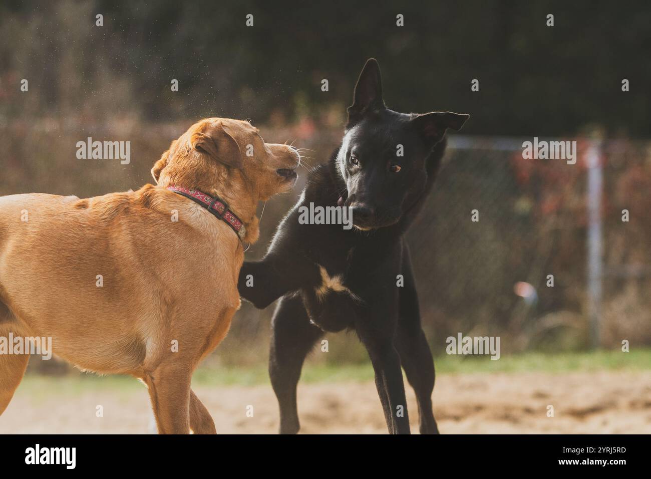 Cane nero con orecchie grandi che gioca con un labrador dorato al caldo sole. Foto Stock