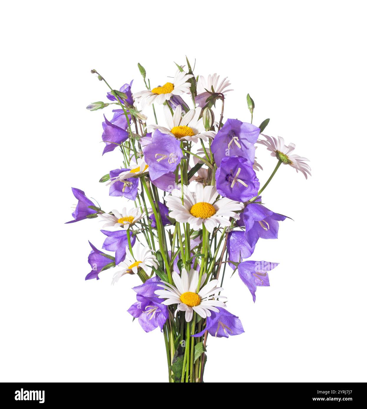 Bouquet di camomille e fiori di campanello isolato su sfondo bianco. Foto Stock