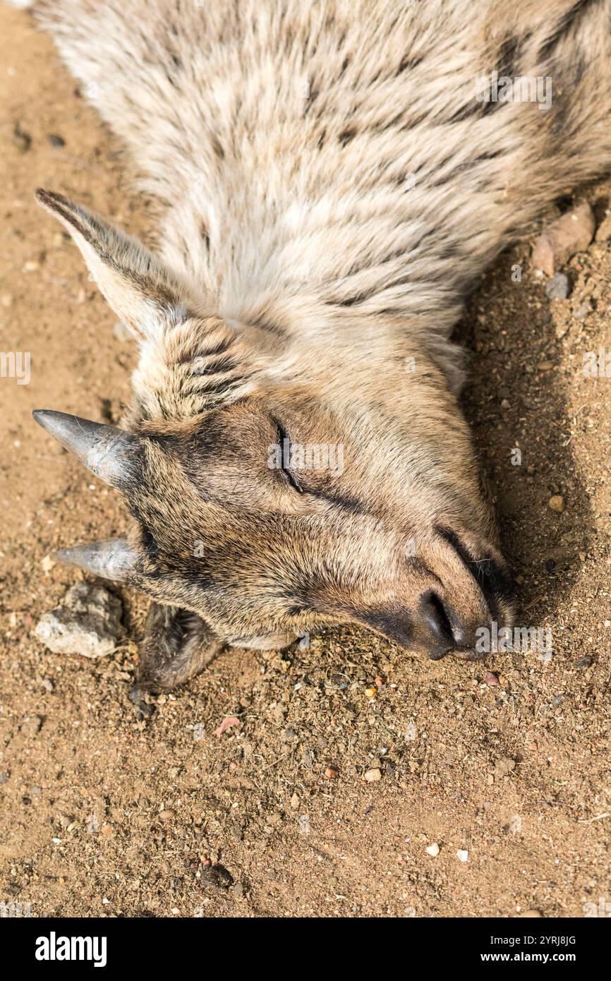 Capra nana nigeriana addormentata per terra, foto ravvicinata che mostra occhi chiusi e dettagli su viso, testa, corna, animali da fattoria con il concetto di pelliccia, bestiame Foto Stock