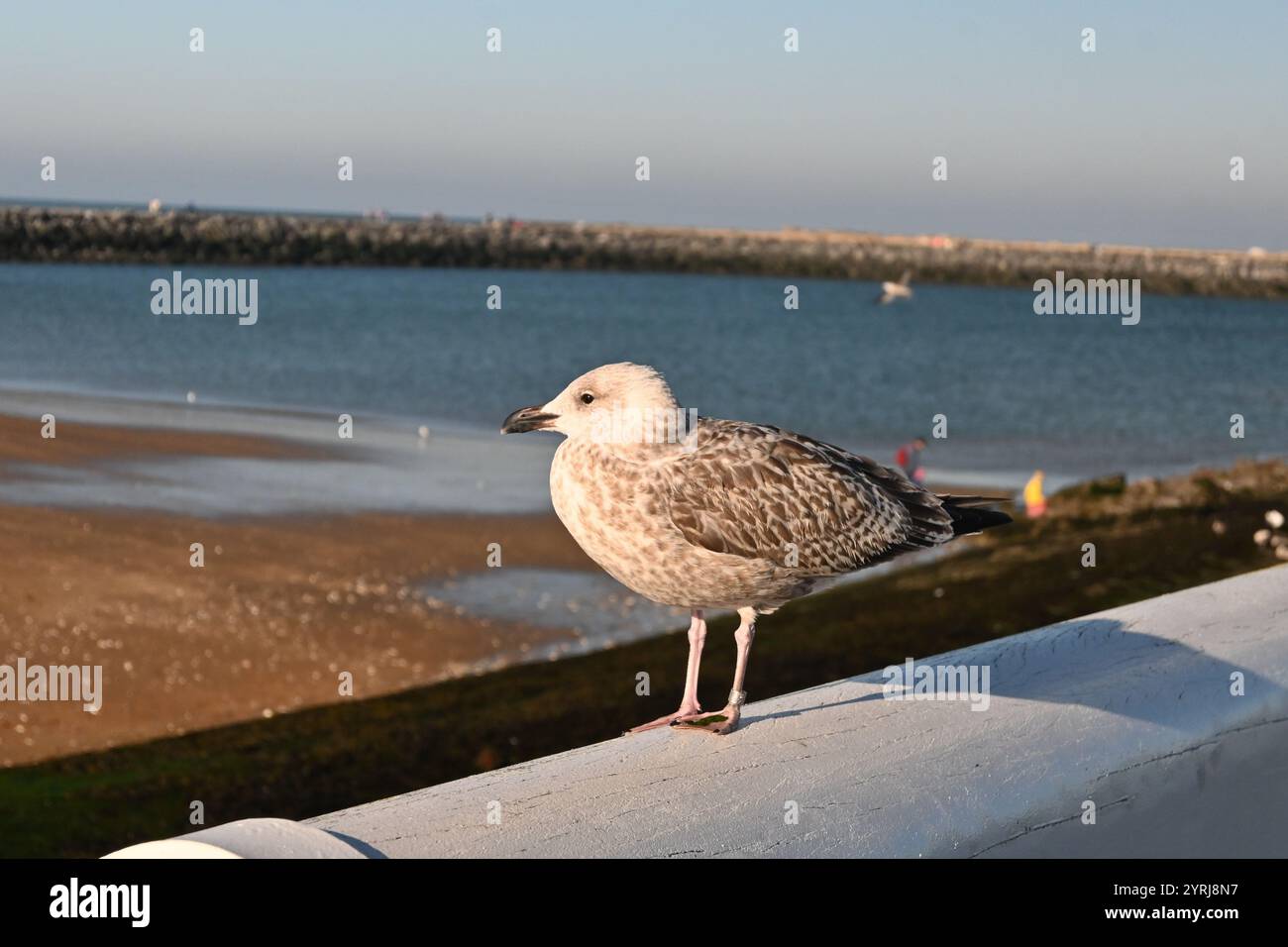 Giovane gabbiano giovanile (gabbiano di aringa dell'Europa occidentale) – Ostenda, Belgio – 24 ottobre 2024 Foto Stock