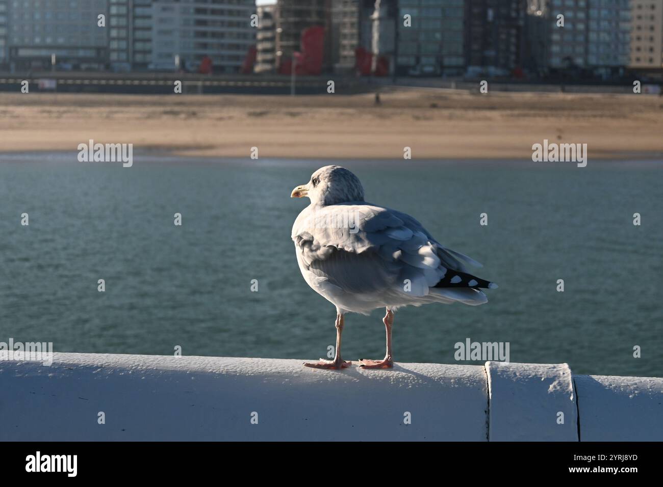 Gabbiano di aringa dell'Europa occidentale su corrimano metallico – Ostenda, Belgio – 24 ottobre 2024 Foto Stock
