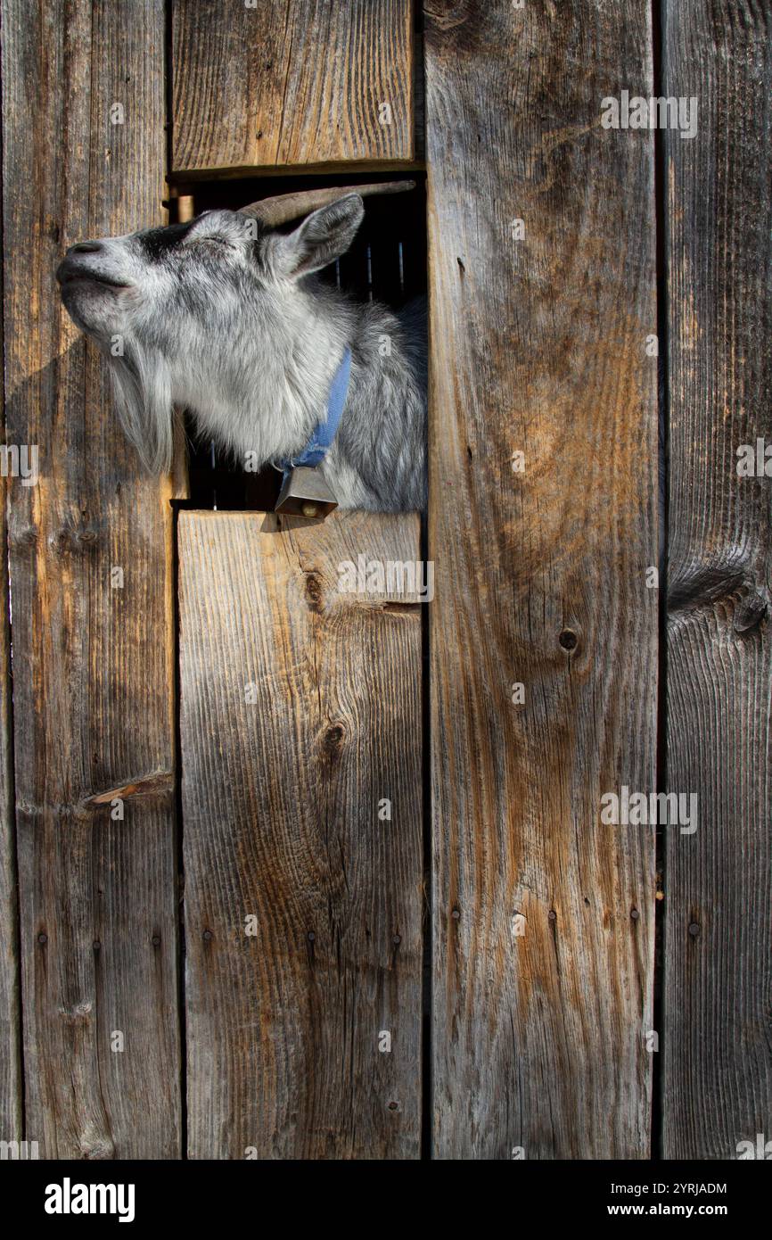 Un Billy Goat felice sbatte la testa attraverso un fienile mentre mangia una carota. Foto Stock