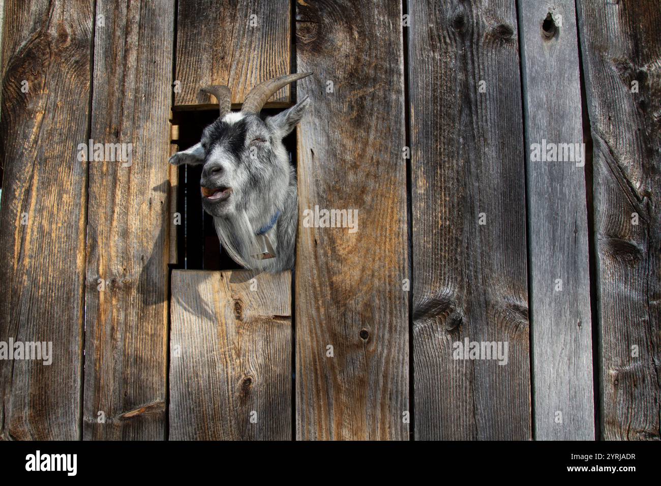 Un Billy Goat stanco sbatte la testa attraverso un fienile mentre mangia una carota. Foto Stock