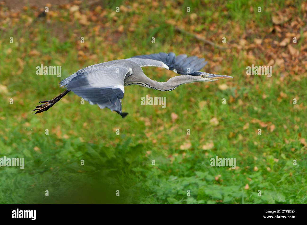 Aironi grigi (Ardea cinerea) che volano in basso sopra l'erba verde in luce naturale Foto Stock