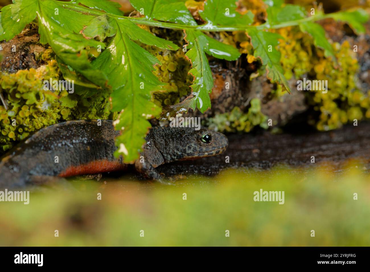 Tritone alpino (Ichthyosaura alpestris) nascosto sotto foglie di felce e muschio nel suo habitat naturale, fotografia naturalistica anfibia Foto Stock