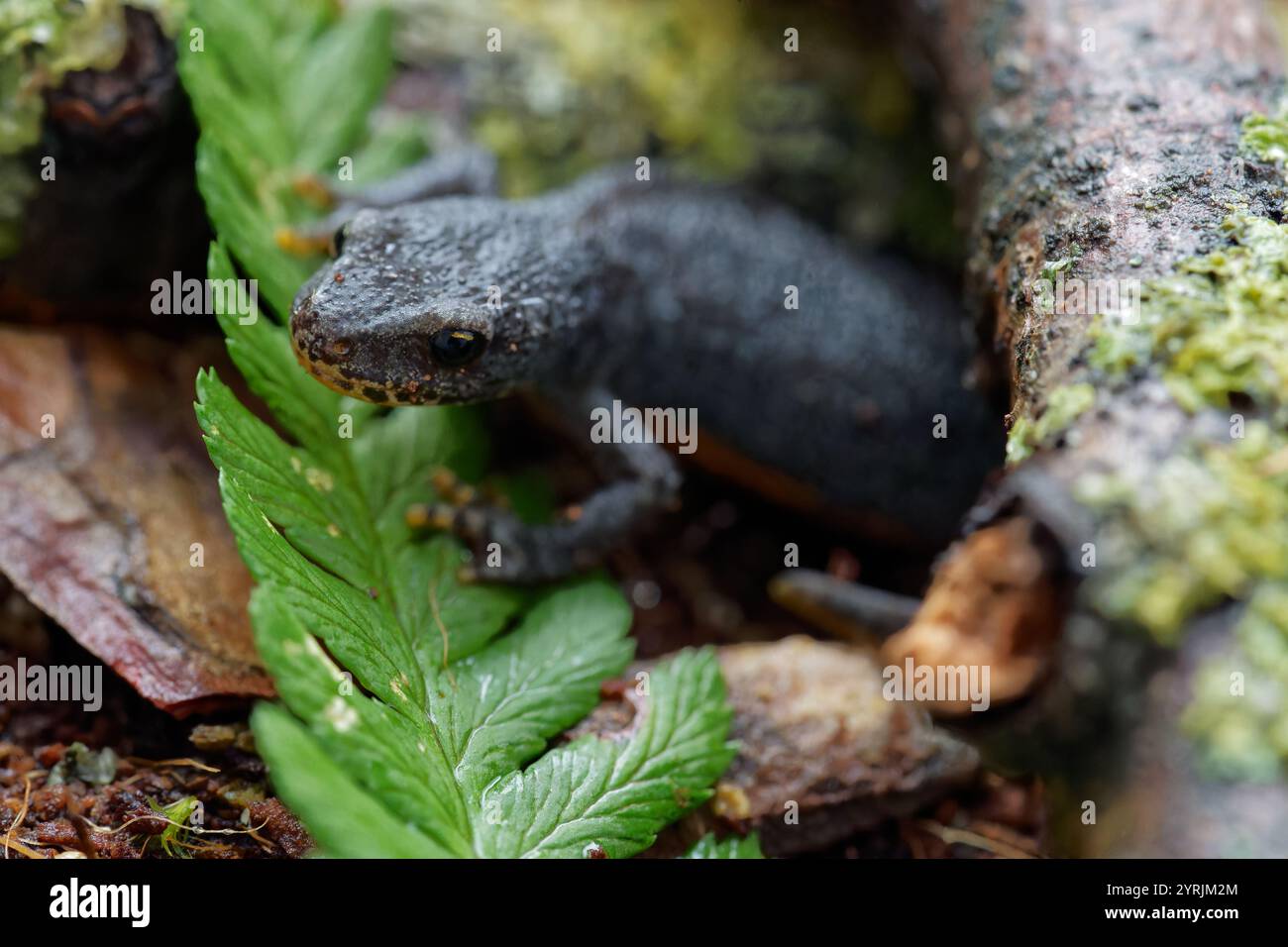 tritone alpino su un terreno bagnato. foglie e licheni Foto Stock