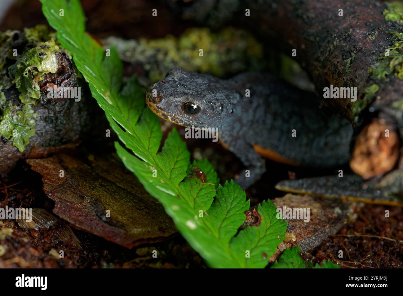 tritone alpino su un terreno bagnato. foglie e licheni Foto Stock