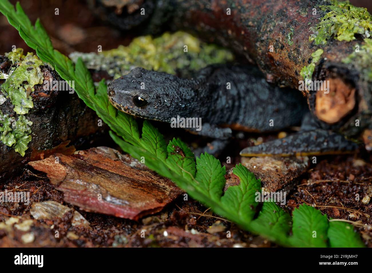 tritone alpino su un terreno bagnato. foglie e licheni Foto Stock