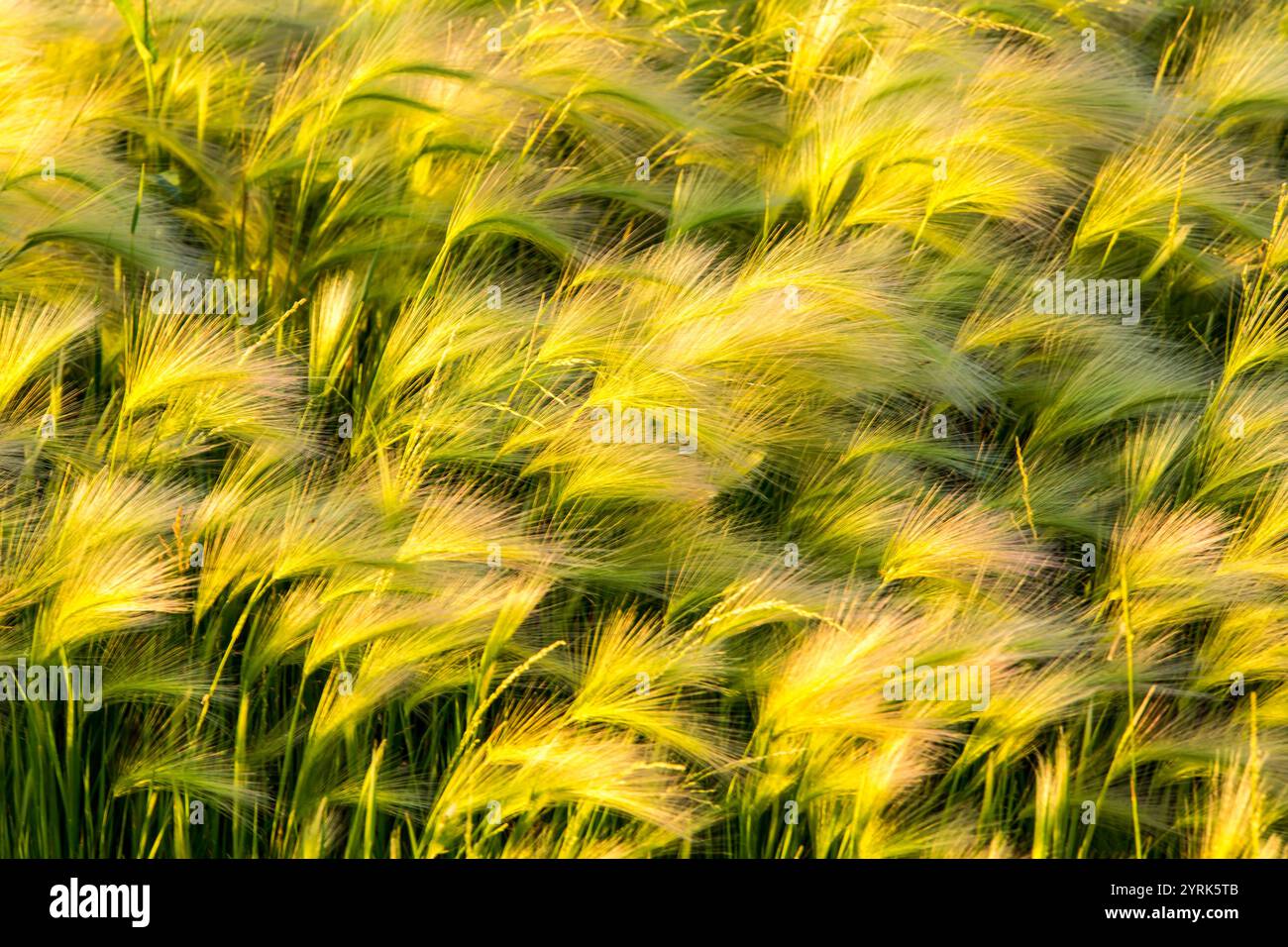 Un campo di erba alta con una tonalità giallo brillante. L'erba oscilla nel vento, creando un senso di movimento ed energia. Il colore giallo brillante di Foto Stock