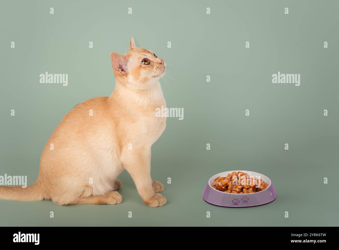 Gatto birmano e ciotola di cibo su sfondo verde. Copia spazio. Foto Stock