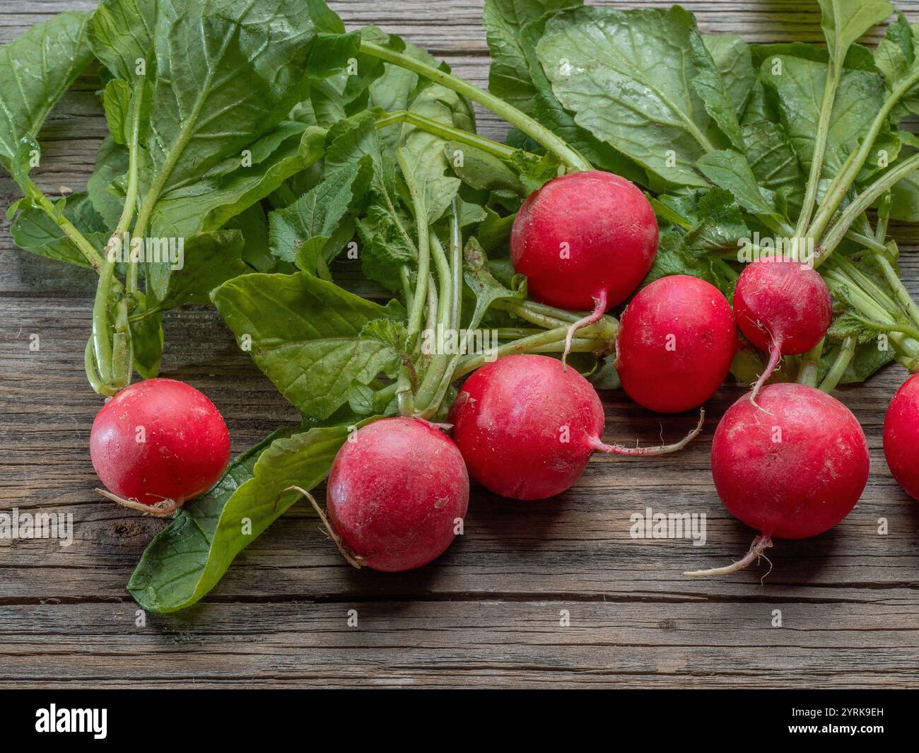 Ravanello fresco spalmato su vecchie tavole grezze Foto Stock