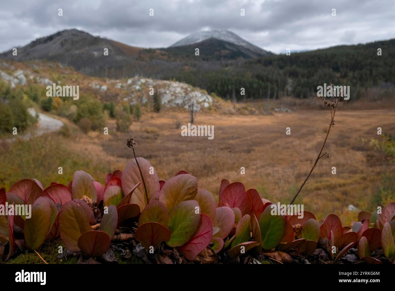 La pianta di Bergenia è folta, sullo sfondo dei monti Altai in autunno Foto Stock