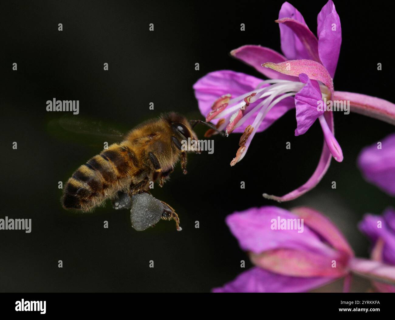 Un Honey Bee, Apis mellifera, carico di polline, che vola verso un fiore di salice di Rosebay. Un primo piano ben concentrato di un'ape di miele in volo. Foto Stock