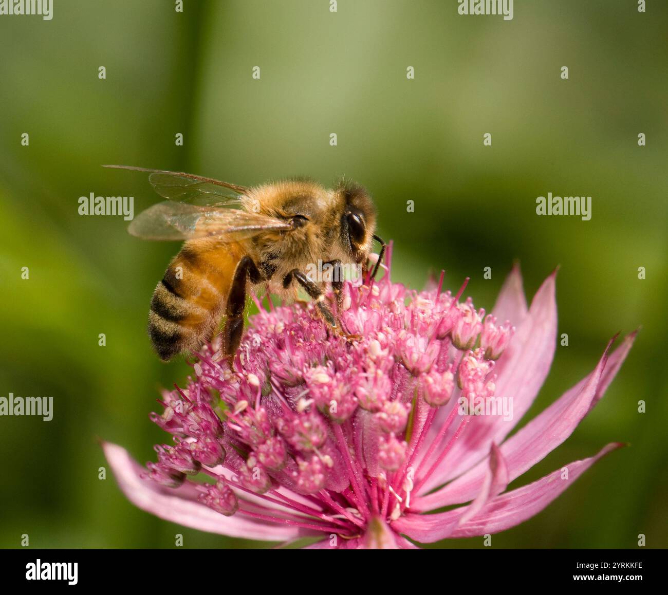 Un'ape di miele, Apis mellifera, che si nutre di un grande fiore di mosto magistrale rosa. Primo piano e ben messa a fuoco con uno sfondo naturale, sfocato e a contrasto. Foto Stock