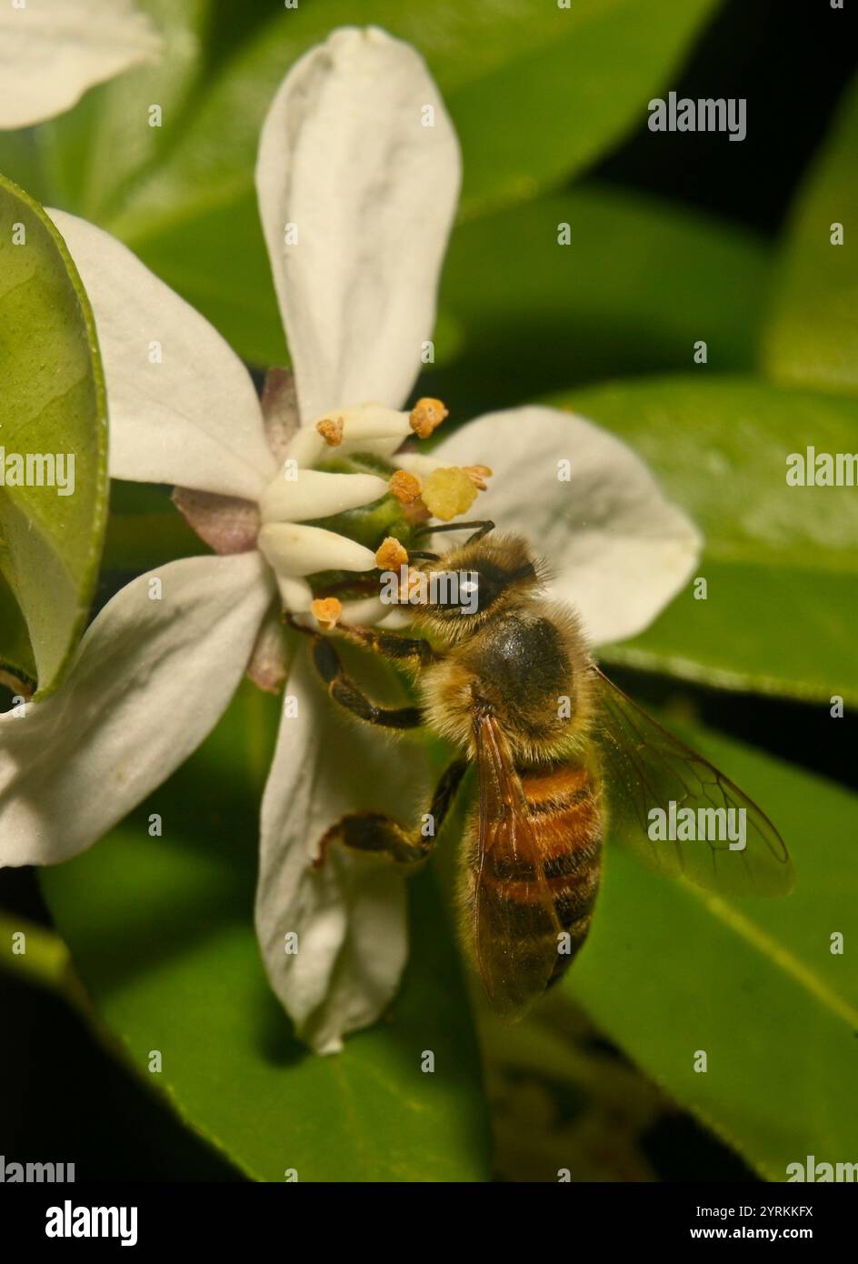 Primo piano di un Honey Bee ben concentrato, Apis mellifera, che impollina l'arancia messicana. Buoni dettagli dell'ape e della fonte di cibo. Sfondo sfocato. Foto Stock