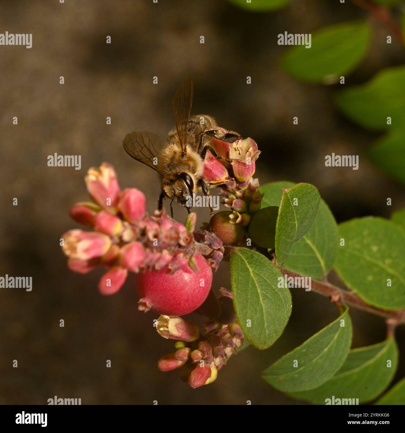 Un primo piano di un miscuglio ben concentrato, Honey Bee, Apis mellifera, coralberolo impollinante. Buoni dettagli dell'ape e della fonte di cibo. Sfondo sfocato. Foto Stock