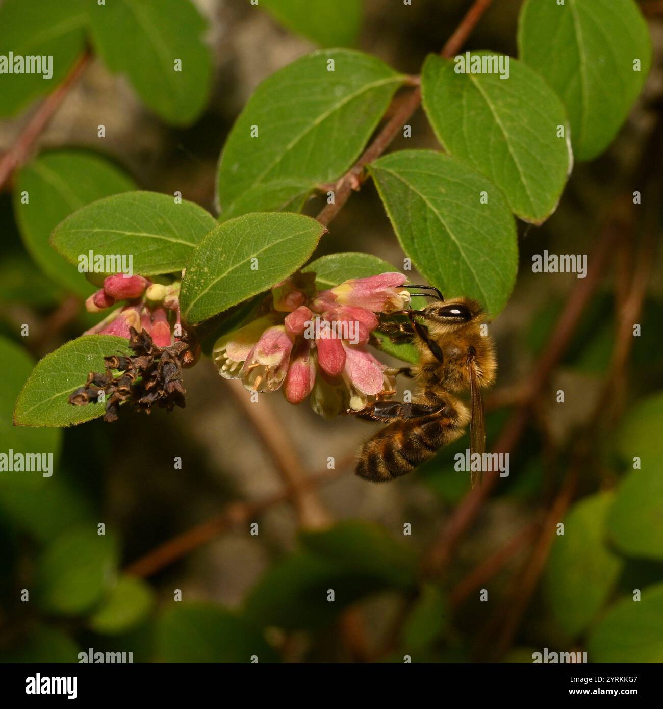 Un primo piano di un miscuglio ben concentrato, Honey Bee, Apis mellifera, coralberolo impollinante. Buoni dettagli dell'ape e della fonte di cibo. Sfondo sfocato. Foto Stock