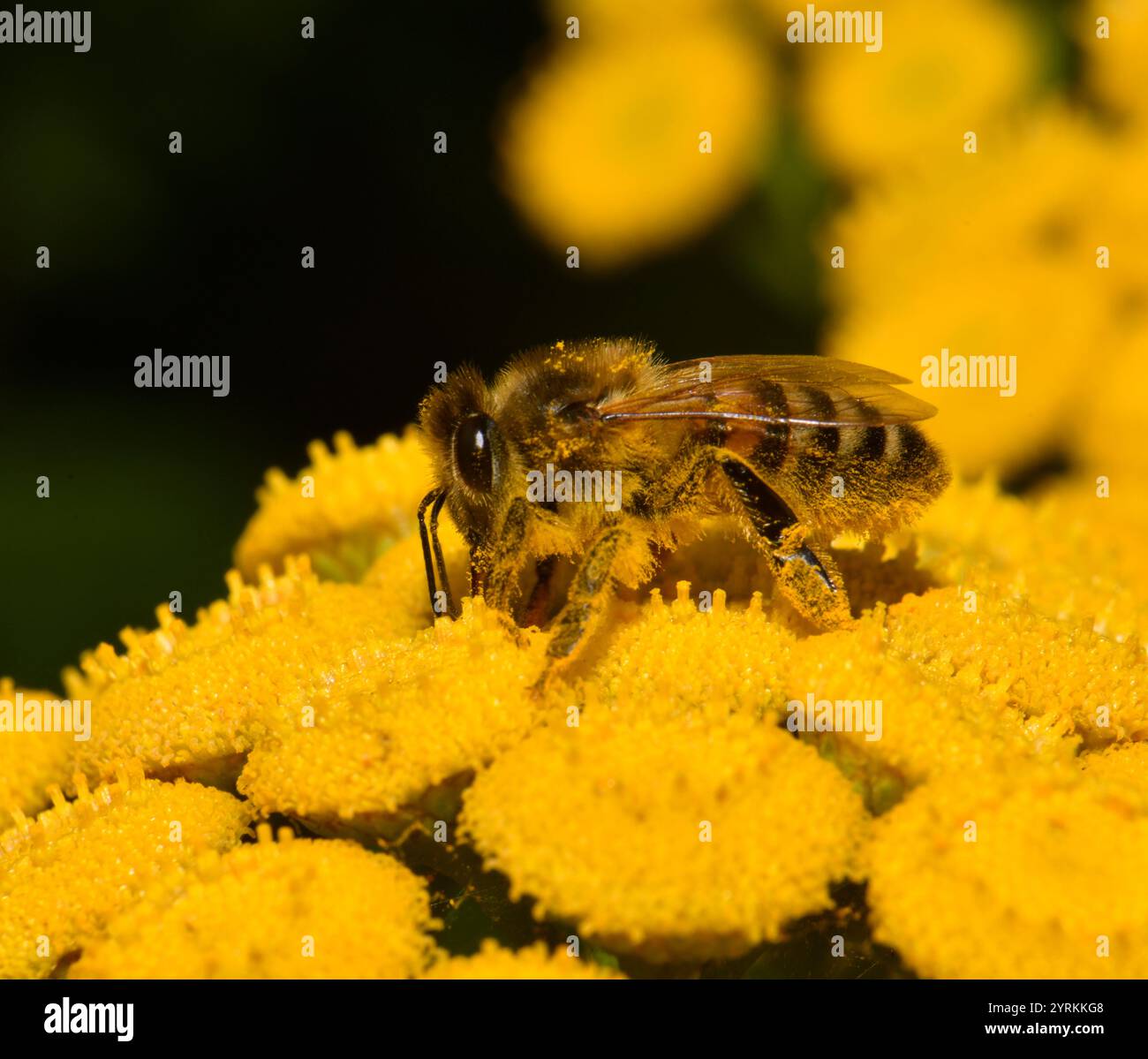 Un'ape di miele ben focalizzata, Apis mellifera, che raccoglie polline da un fiore giallo brillante di tansy. L'ape è completamente ricoperta di polline. Primo piano. Foto Stock