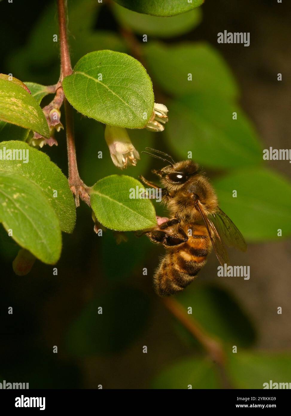 Un primo piano di un miscuglio ben concentrato, Honey Bee, Apis mellifera, coralberolo impollinante. Buoni dettagli dell'ape e della fonte di cibo. Sfondo sfocato. Foto Stock
