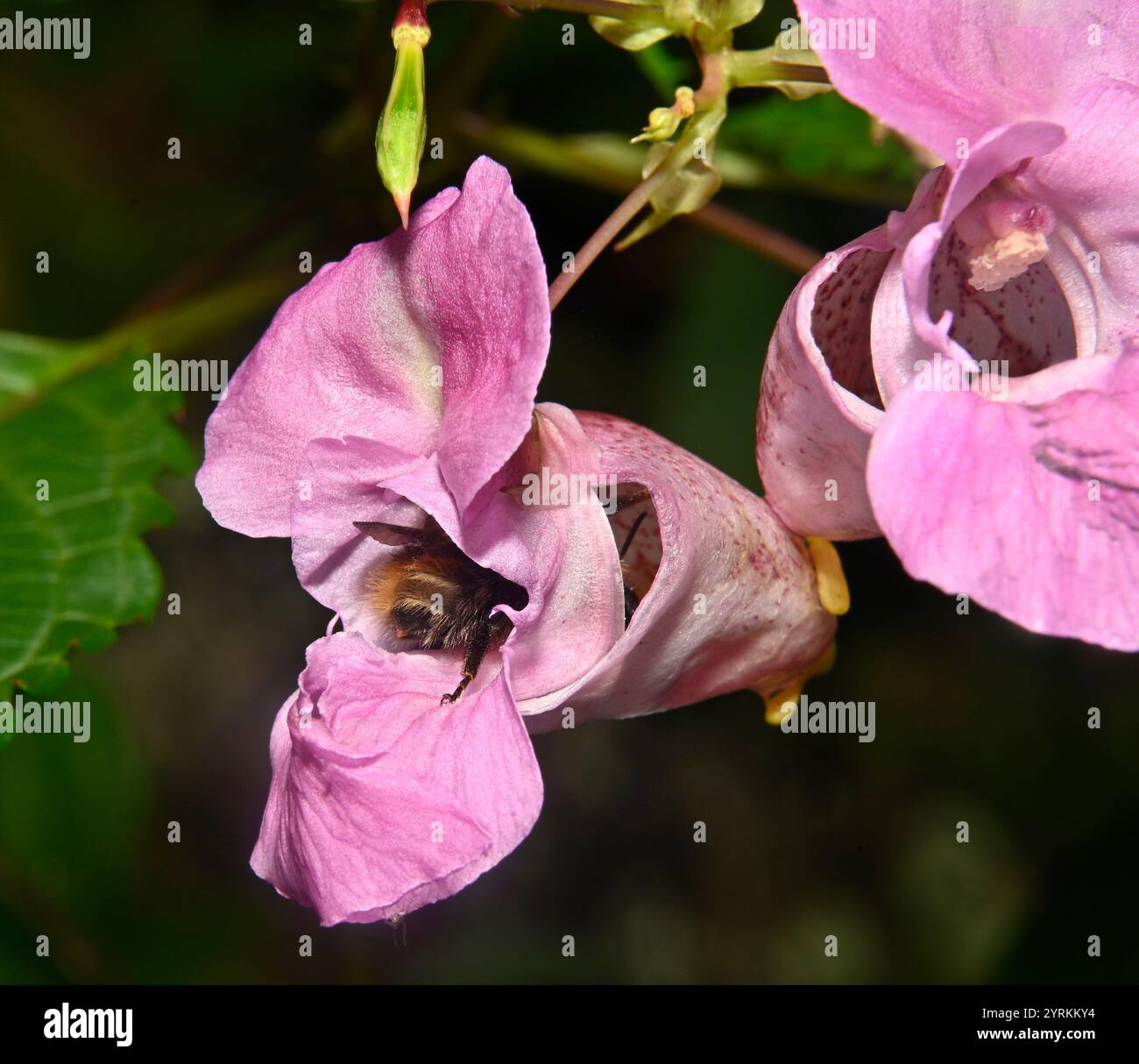 Carda comune Bee, Bombus pascuorum Foto Stock