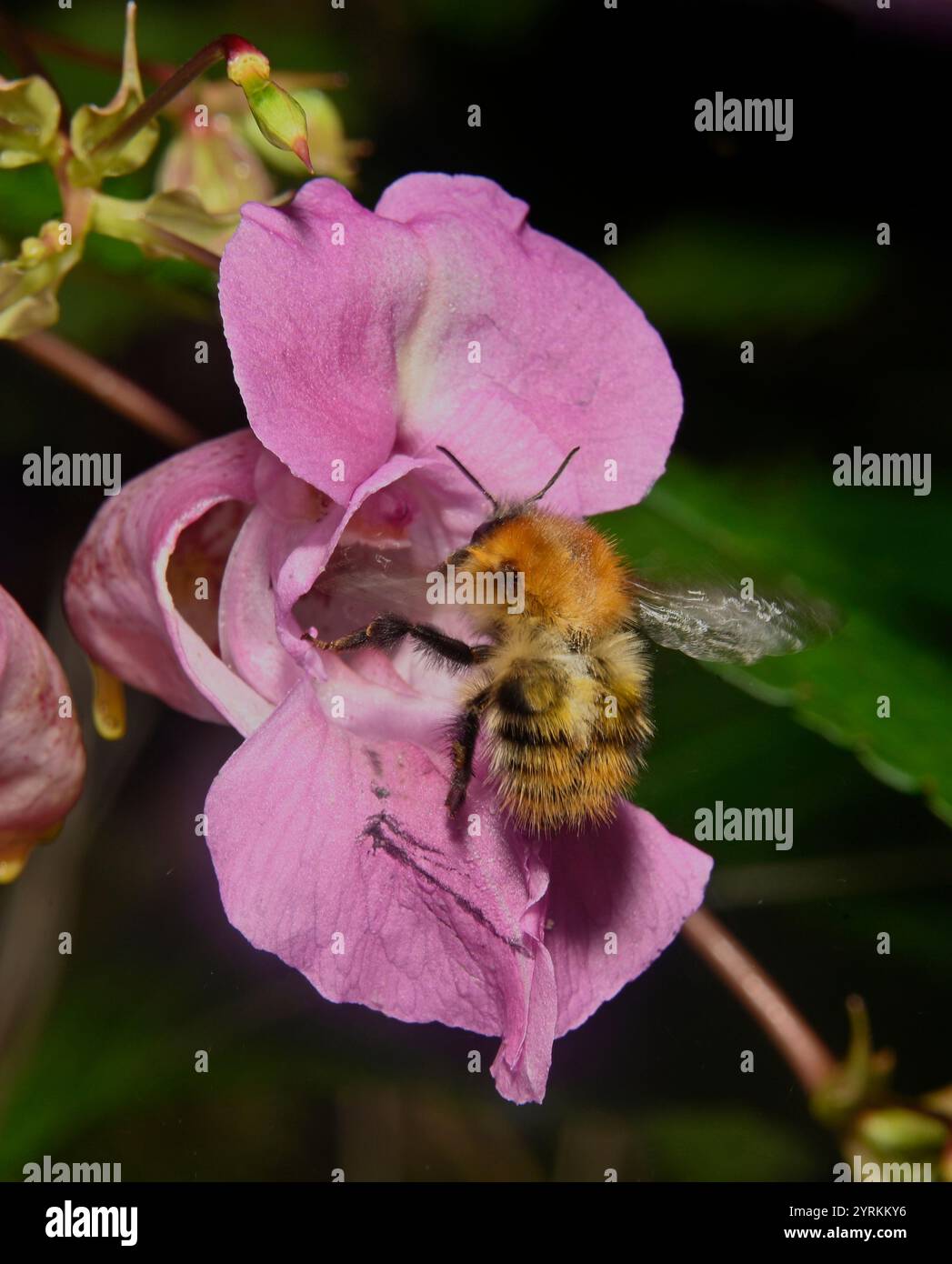 Carda comune Bee, Bombus pascuorum Foto Stock