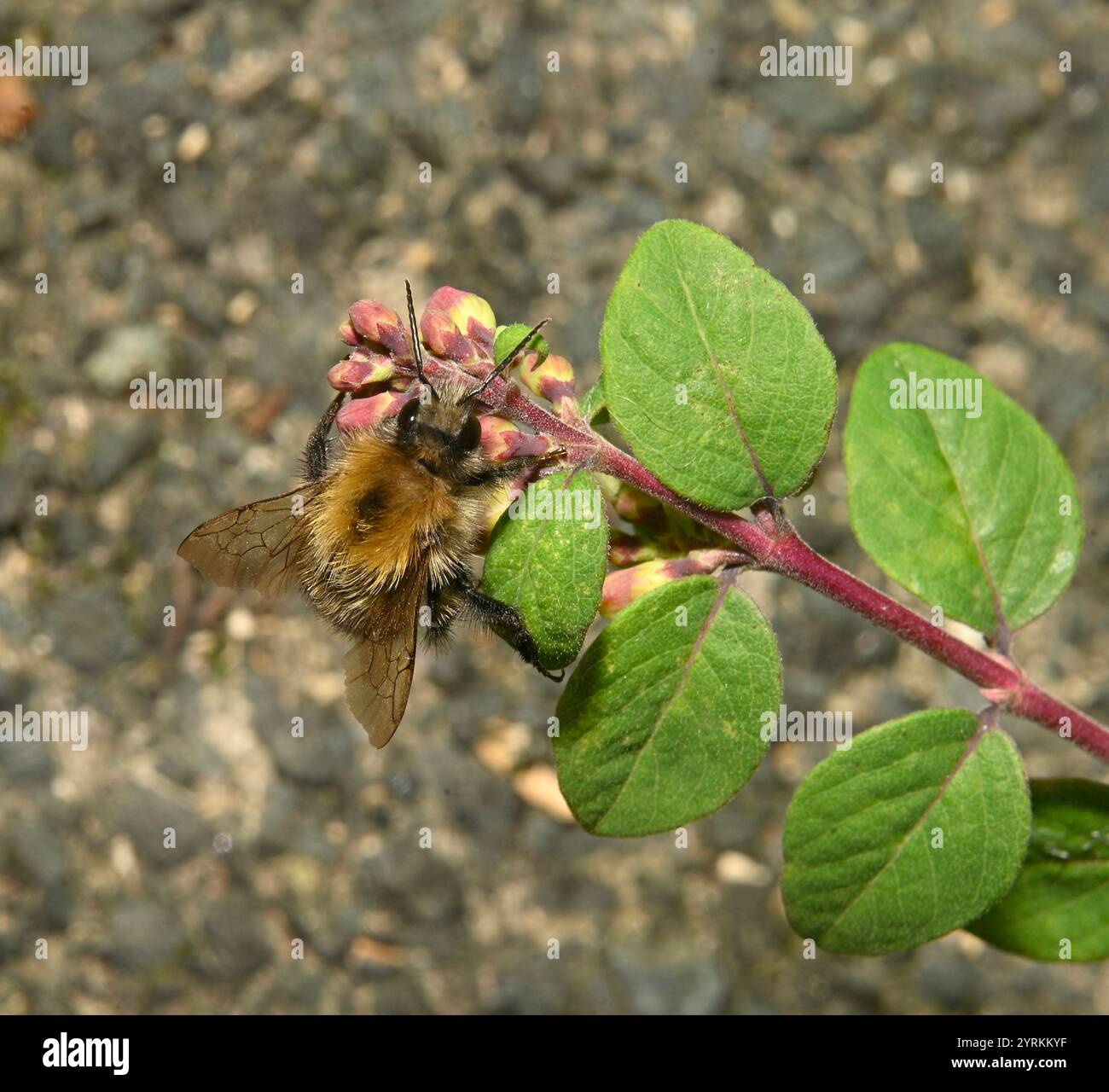 Carda comune Bee, Bombus pascuorum Foto Stock