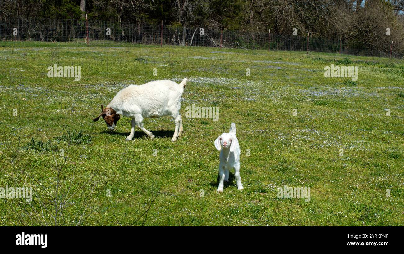 Un'adorabile capra bianca e una mamma adulta si trovano nel bel mezzo di un pascolo verde nel Missouri, godendosi una bella giornata calda. Foto Stock