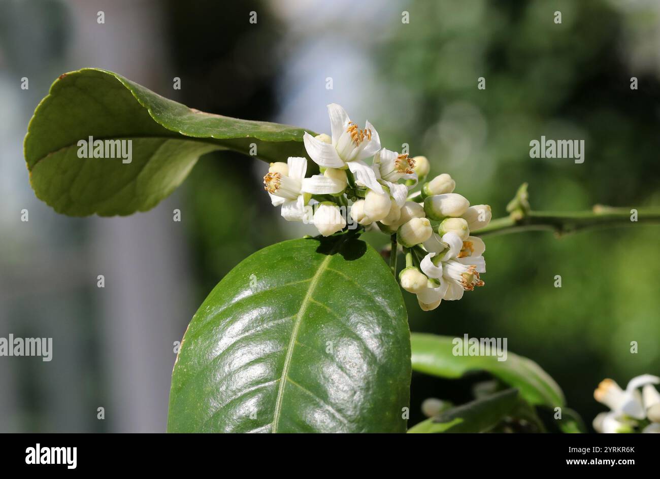 Arancia amara, arancia acida, arancia Siviglia, arancia bigarata o arancia marmellata, Citrus aurantium 'Marsh', Rutaceae. Sud-est asiatico. Foto Stock