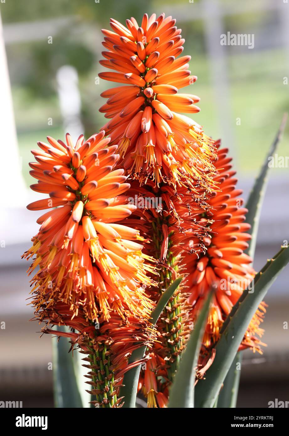 Tangerine Aloe, Aloe ferox x arborescens, Asphodelaceae (precedentemente Xanthorrhoeaceae). Africa meridionale. Foto Stock