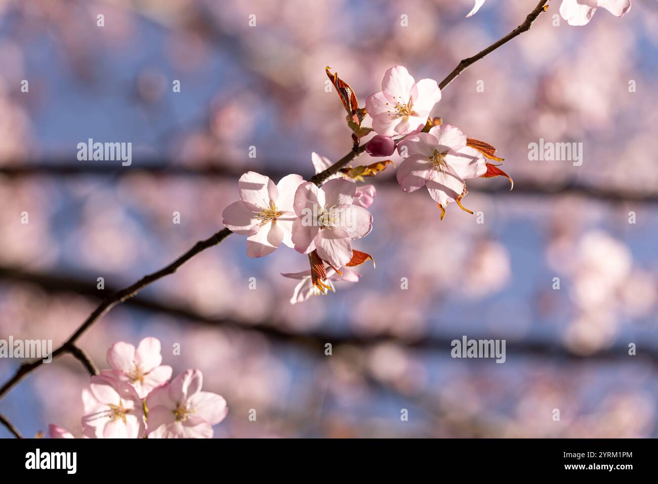 Un rametto di sakura, fiori rosa di un ciliegio Foto Stock