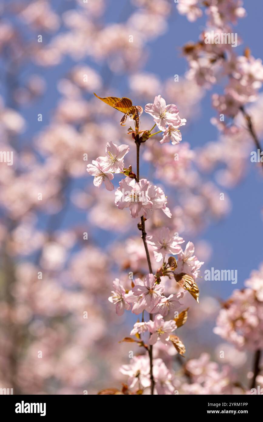 Un rametto di sakura, fiori rosa di un ciliegio Foto Stock