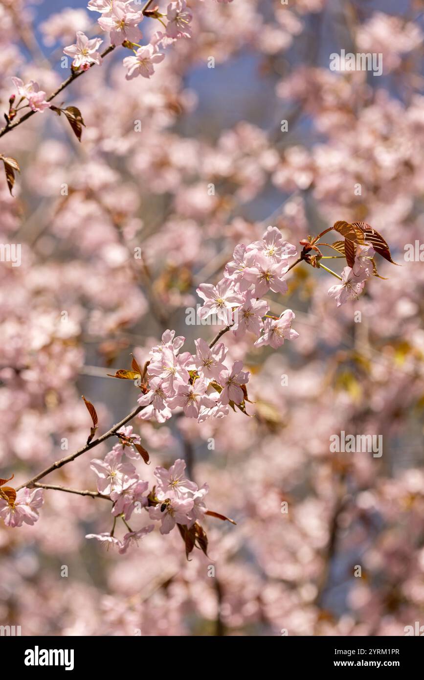 Un rametto di sakura, fiori rosa di un ciliegio Foto Stock