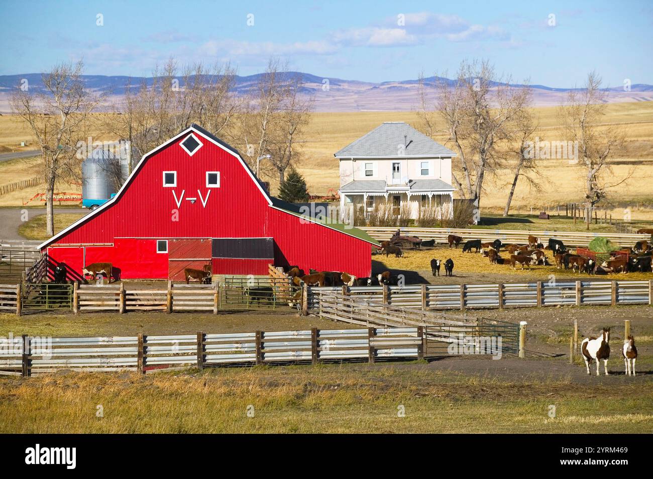 Fienile rosso e ranch. Pincher Creek. Alberta, Canada Foto Stock