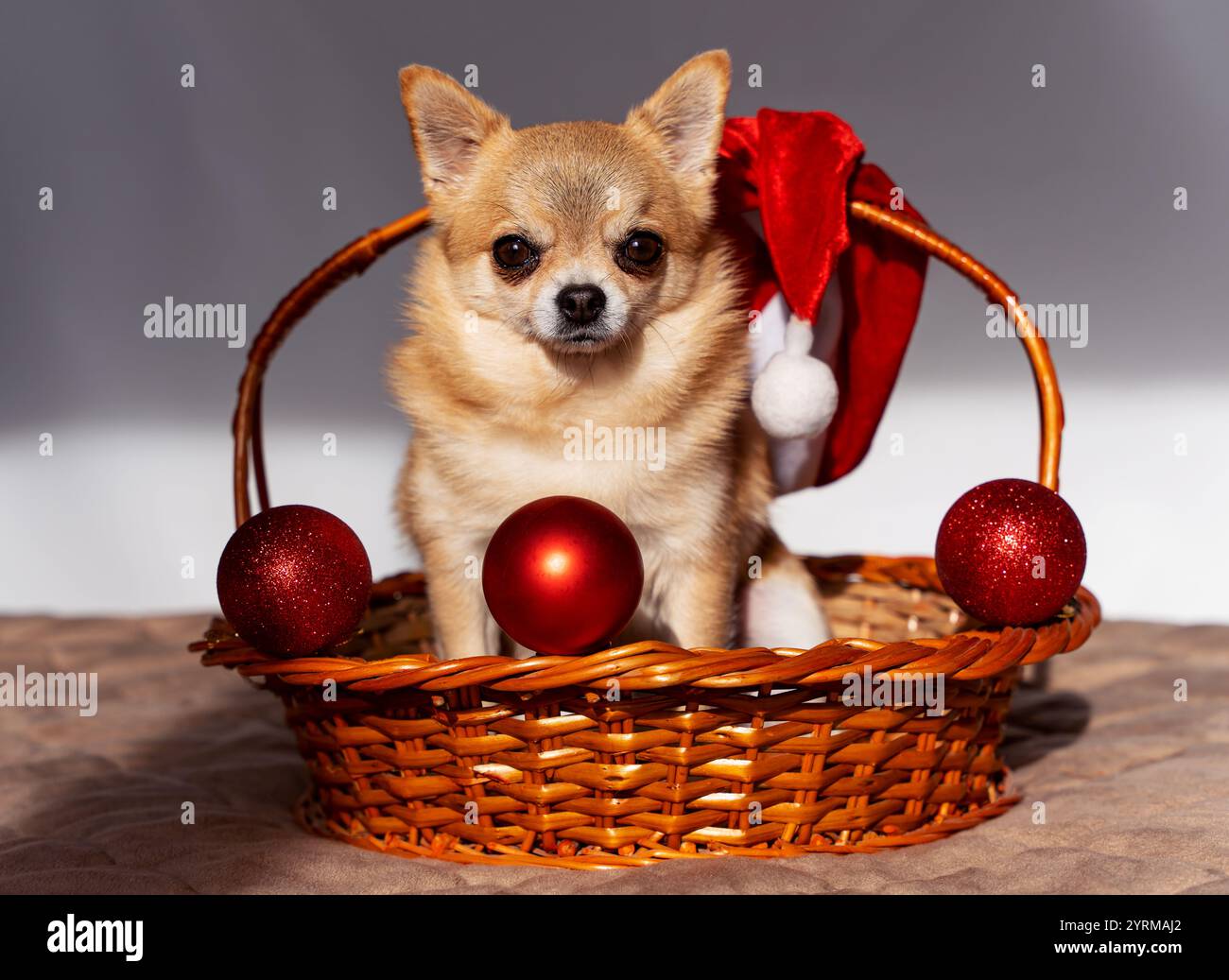 Un piccolo chihuahua natalizio dai capelli rossi è seduto in un cestino di salice di vimini con palle natalizie rosse Foto Stock