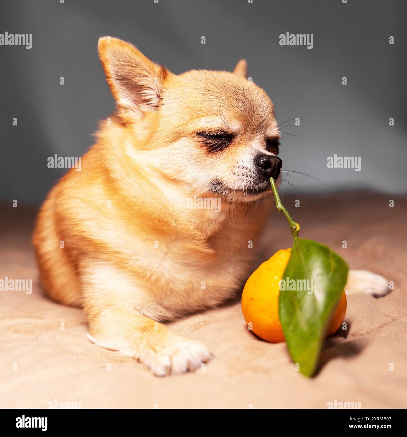 Un piccolo cane zenzero chihuahua sniffa un mandarino fresco con una foglia verde su un ramoscello, con gli occhi chiusi, formato foto quadrato. Foto Stock