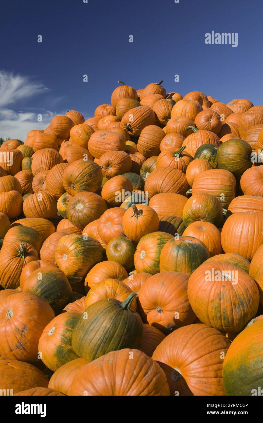 Zucche. Concord, Massachusetts. STATI UNITI. Foto Stock
