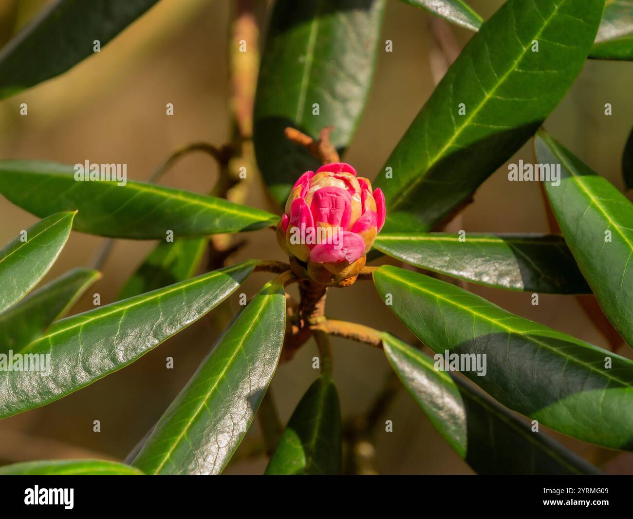 Il fulvum bud di Rhododendron mostra vivaci sfumature rosa circondate da ricche foglie verdi, a indicare una nuova crescita in primavera. Foto Stock