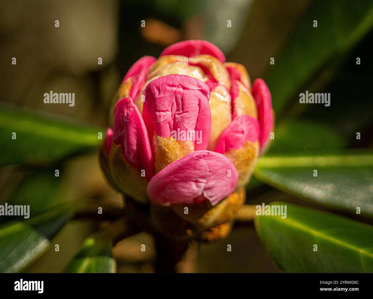 Vista ravvicinata di un fulvo di Rhododendron che mostra vivaci petali rosa circondati da verde fogliame in primavera. Foto Stock