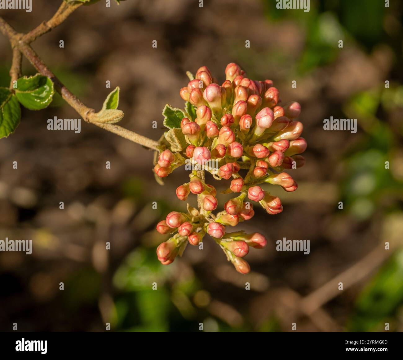 Gemme di colore rosa di Viburnum burkwoodii Park Farm Hybrid immerse nella luce del sole in un giardino inglese a Springtime. Foto Stock